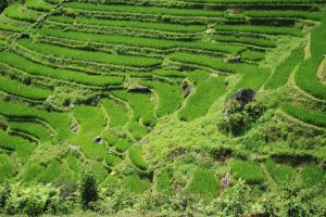Sapa