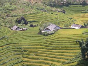 Sapa